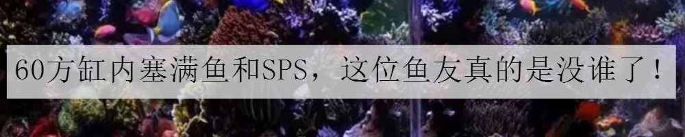 日常鱼缸维护注意事项大全,大型鱼缸维护十大技巧