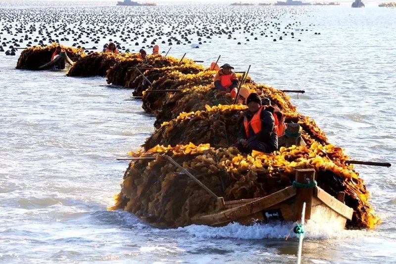 开普敦海藻精和海藻肥,海藻精新型肥料