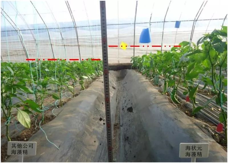 开普敦海藻精和海藻肥,海藻精新型肥料