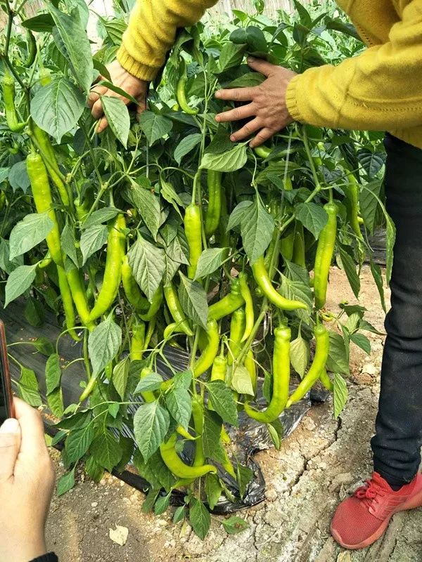 开普敦海藻精和海藻肥,海藻精新型肥料