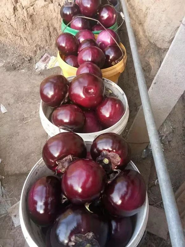 开普敦海藻精和海藻肥,海藻精新型肥料