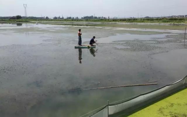 河蟹病怎么治,河蟹黄壳病怎么治