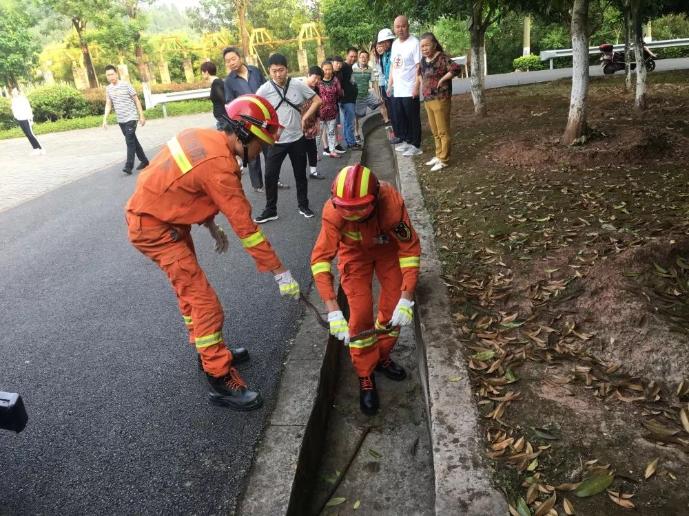 公园树下惊现2米大蛇,小区惊现1米多长大蛇