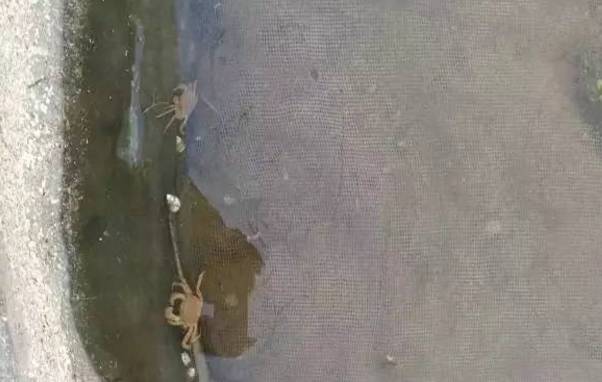 养蟹塘水浑处理方法,蟹塘水浑是什么原因