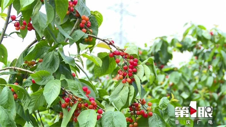 樱桃用盐水泡出虫子还能吃吗,樱桃有虫子还能吃吗快来看看