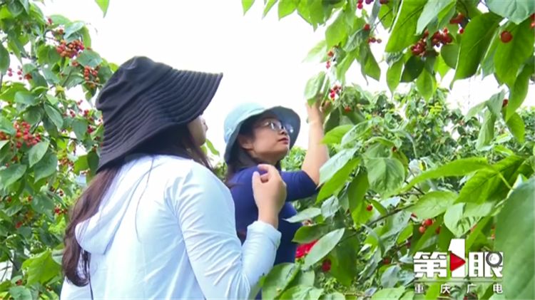 樱桃用盐水泡出虫子还能吃吗,樱桃有虫子还能吃吗快来看看