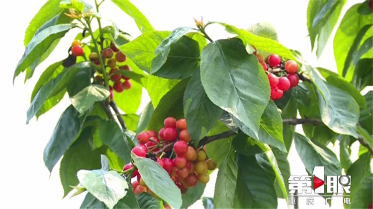 樱桃用盐水泡出虫子还能吃吗,樱桃有虫子还能吃吗快来看看