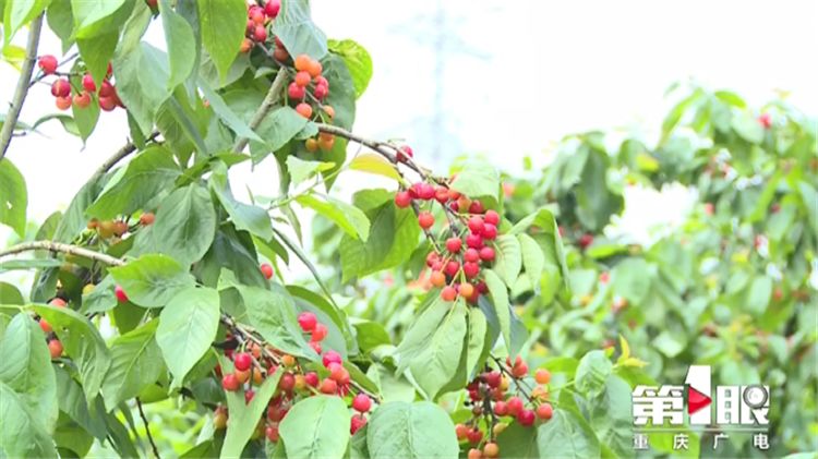 樱桃用盐水泡出虫子还能吃吗,樱桃有虫子还能吃吗快来看看