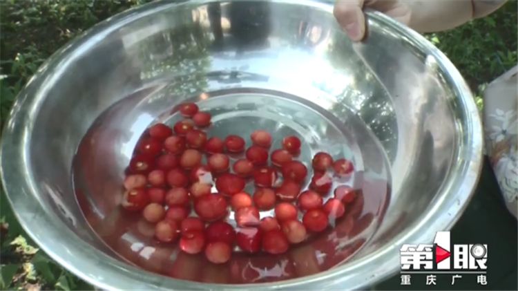 樱桃用盐水泡出虫子还能吃吗,樱桃有虫子还能吃吗快来看看