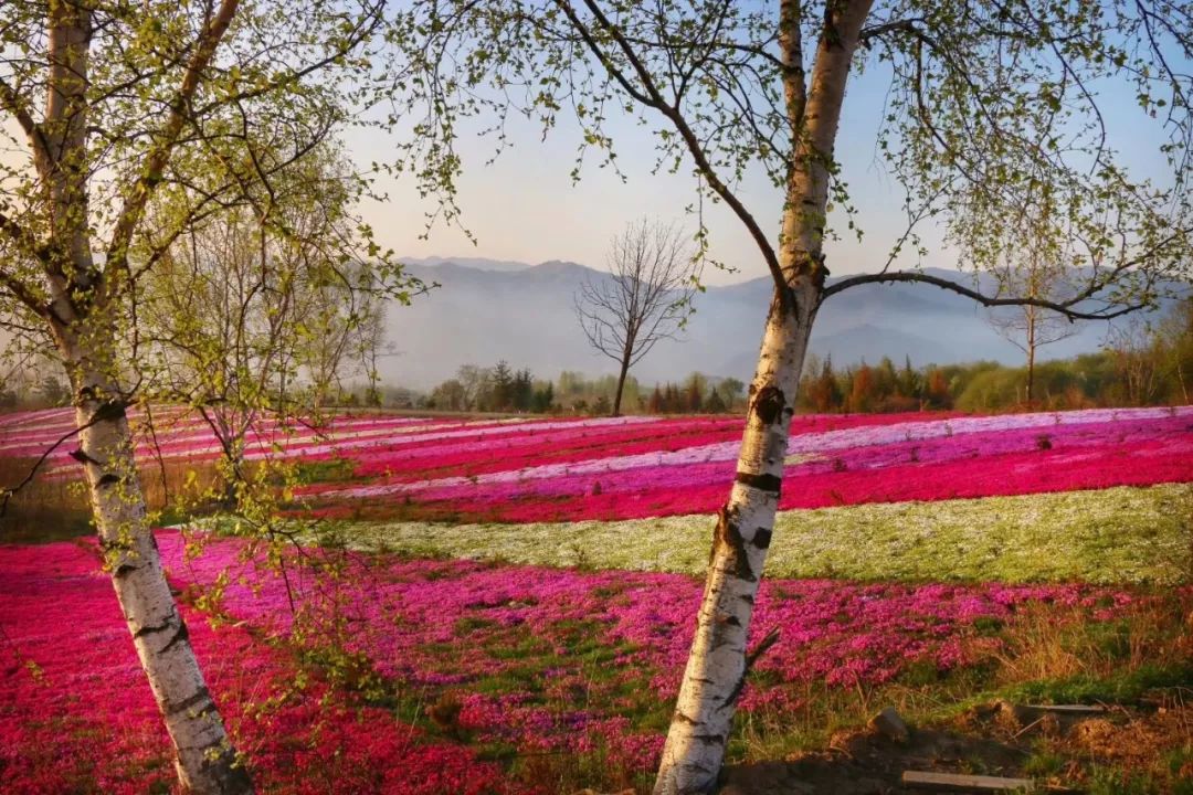 西安旅游景区直通车推出春节优惠,西安免费景点直通车