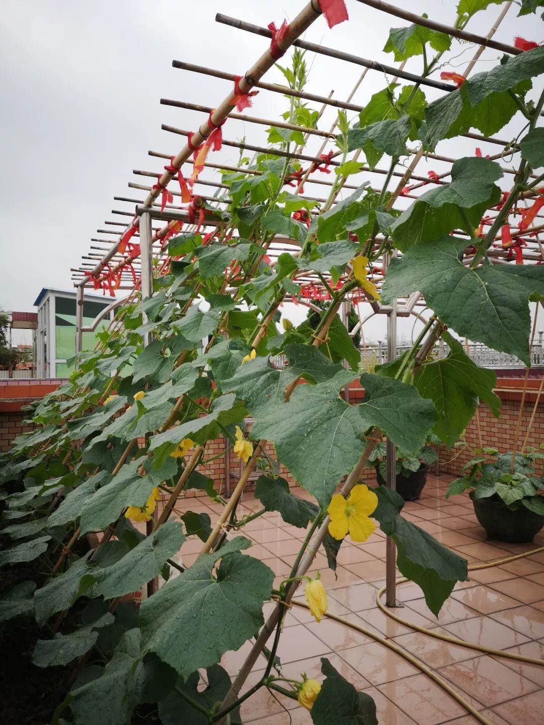 天台果园种植视频,天台农民的果园