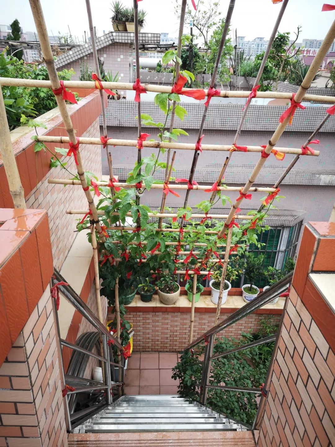 天台果园种植视频,天台农民的果园