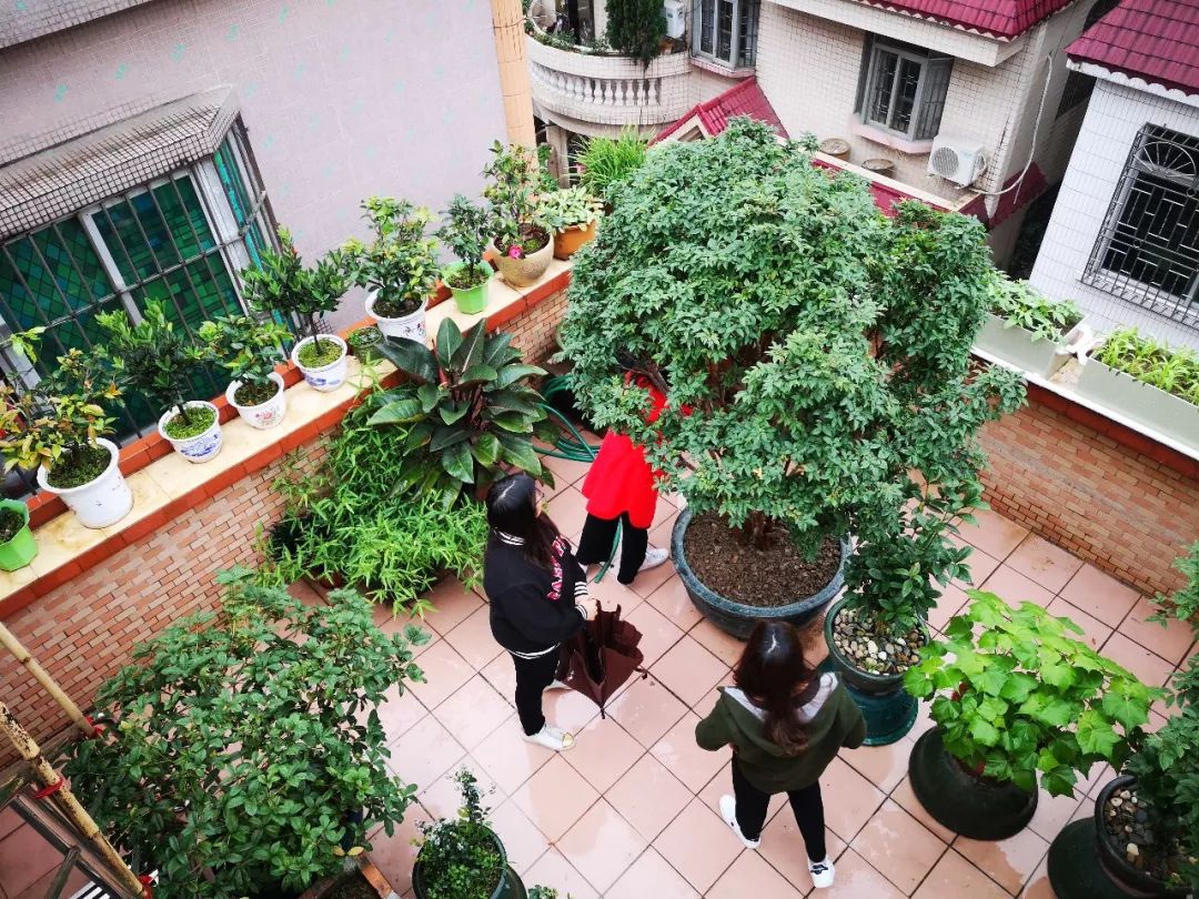 天台果园种植视频,天台农民的果园