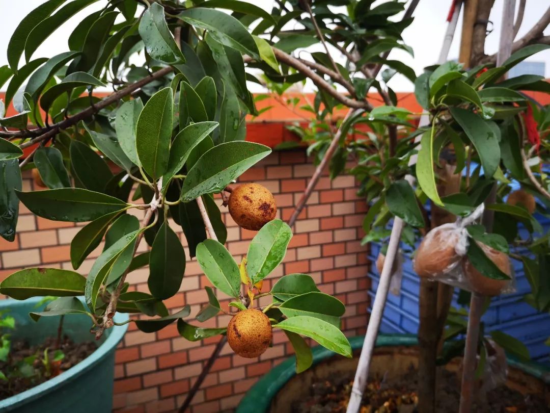 天台果园种植视频,天台农民的果园