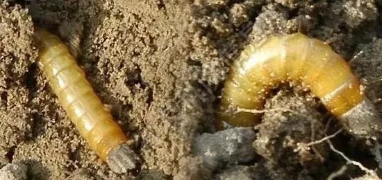 地下害虫的综合防治方法有哪些,地下害虫的主要防治方法是什么