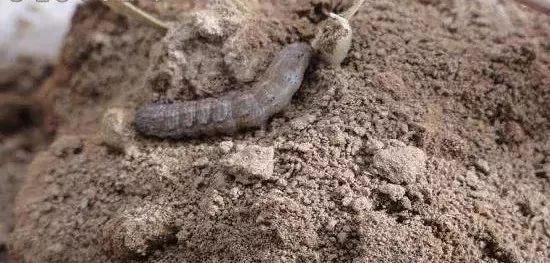 地下害虫的综合防治方法有哪些,地下害虫的主要防治方法是什么