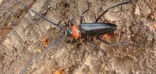 地下害虫的综合防治方法有哪些,地下害虫的主要防治方法是什么