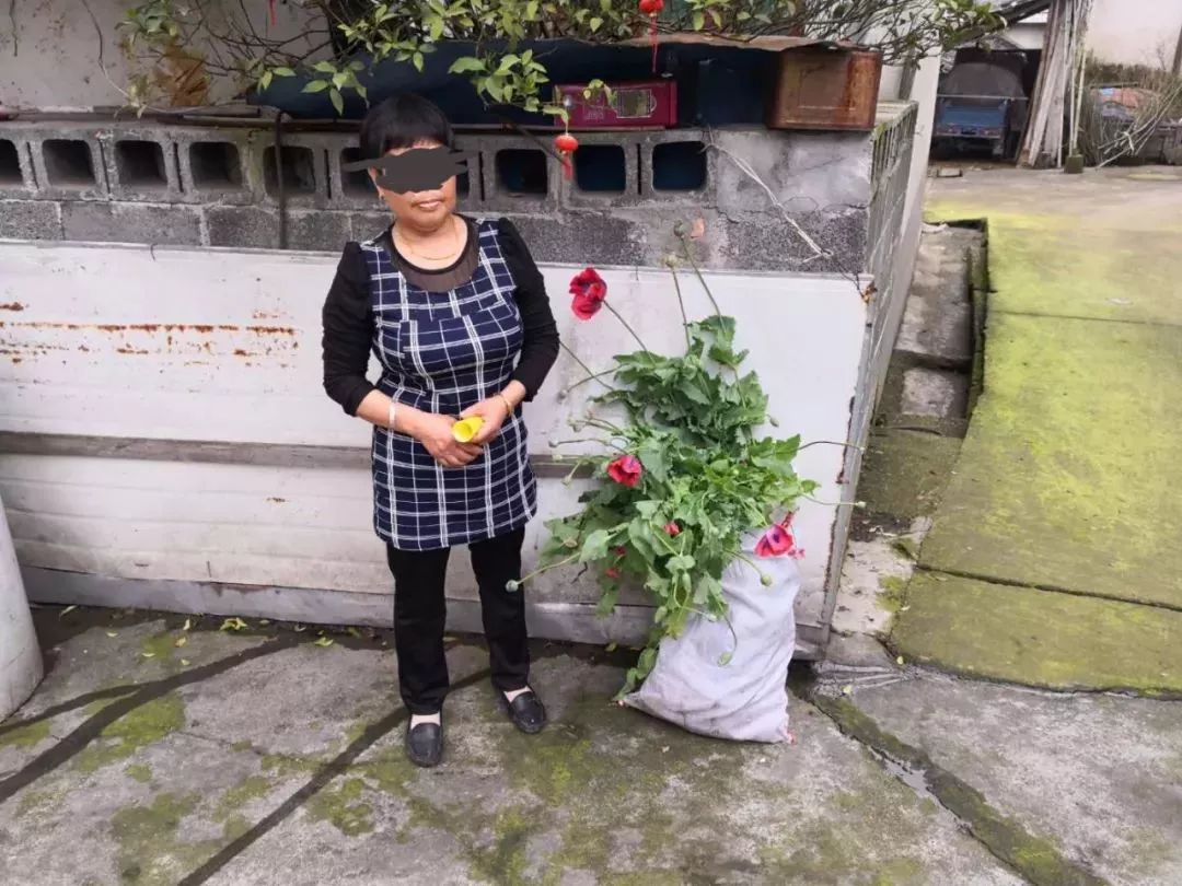 这个“偏方”能治病?上饶两位村民在自家菜地种植这种植物被抓…