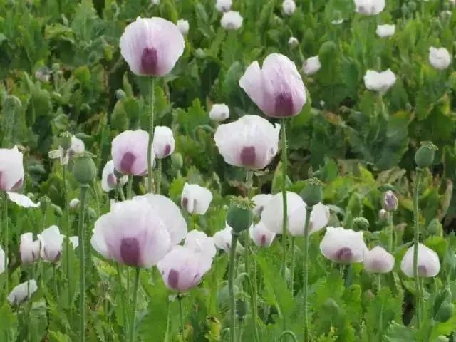 这个“偏方”能治病?上饶两位村民在自家菜地种植这种植物被抓…