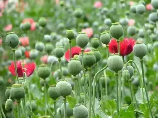 这个“偏方”能治病?上饶两位村民在自家菜地种植这种植物被抓…