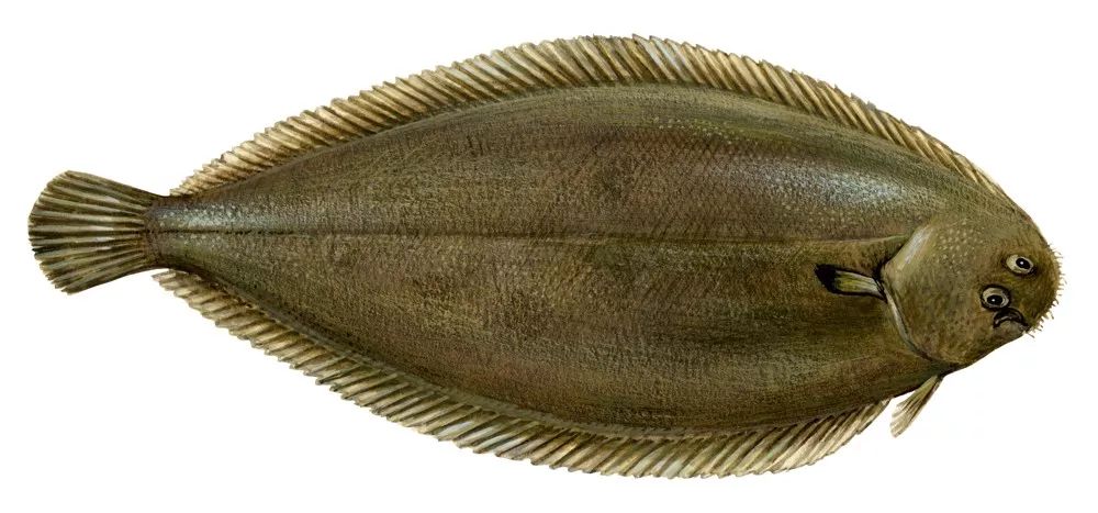 吃货福利原来食物还能吃,吃货福利这些美食你都吃过吗