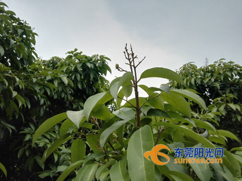 东莞荔枝减产原因,东莞荔枝绝收