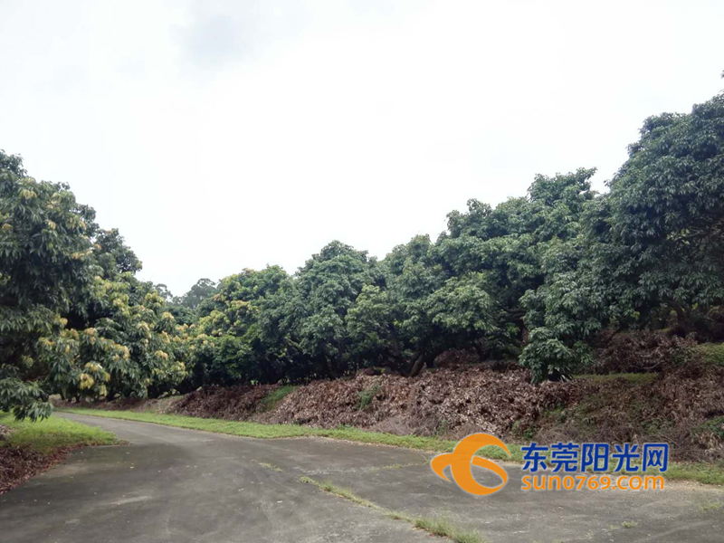 东莞荔枝减产原因,东莞荔枝绝收