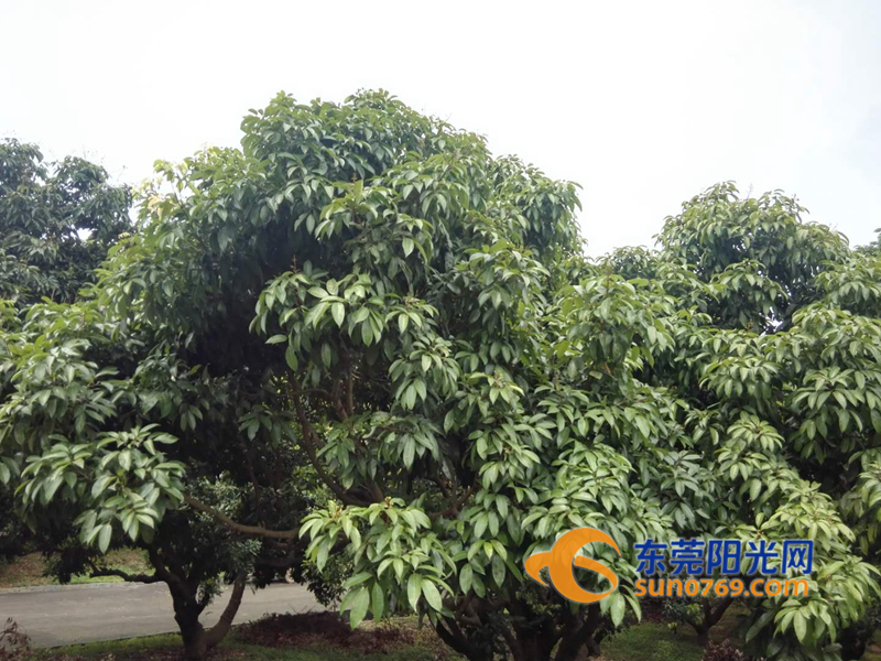 东莞荔枝减产原因,东莞荔枝绝收