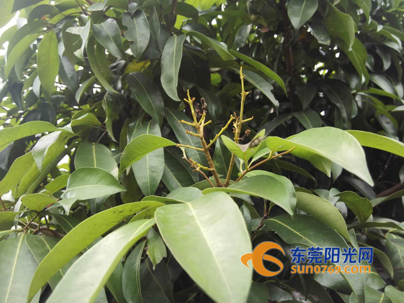 东莞荔枝减产原因,东莞荔枝绝收