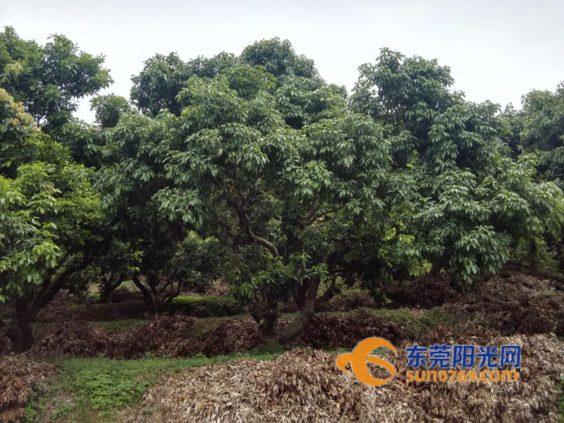 东莞荔枝减产原因,东莞荔枝绝收