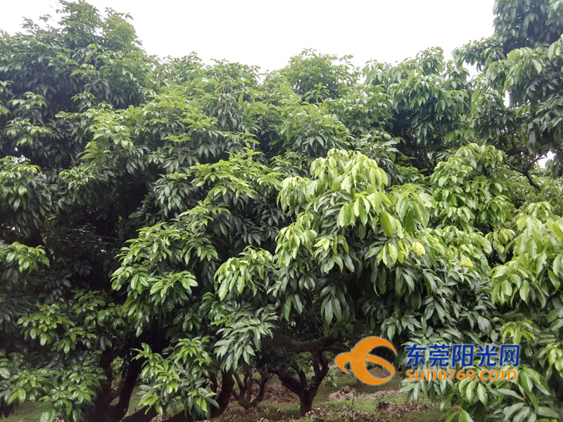 东莞荔枝减产原因,东莞荔枝绝收