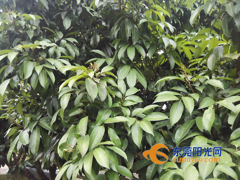 东莞荔枝减产原因,东莞荔枝绝收