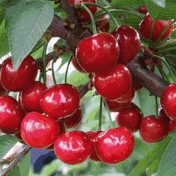 贵阳樱桃节攻略,贵州下坝樱桃节