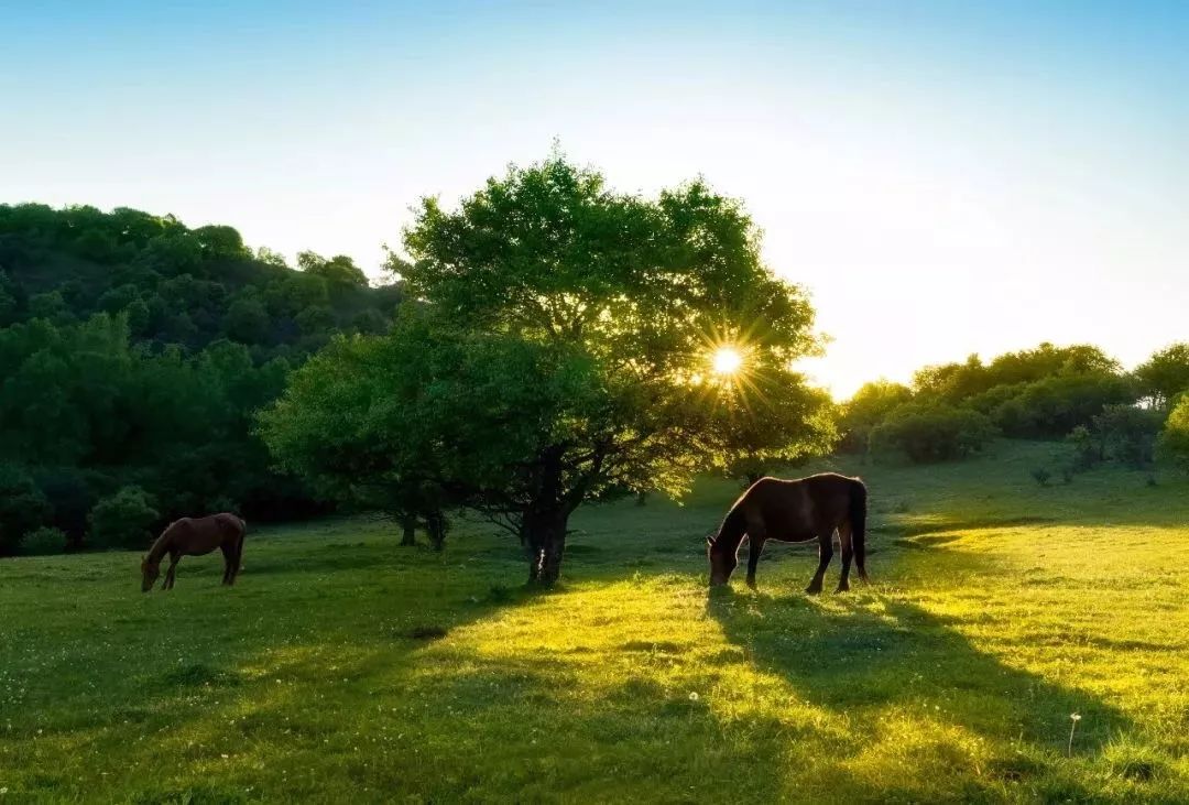 西安旅游景区直通车推出春节优惠,西安免费景点直通车
