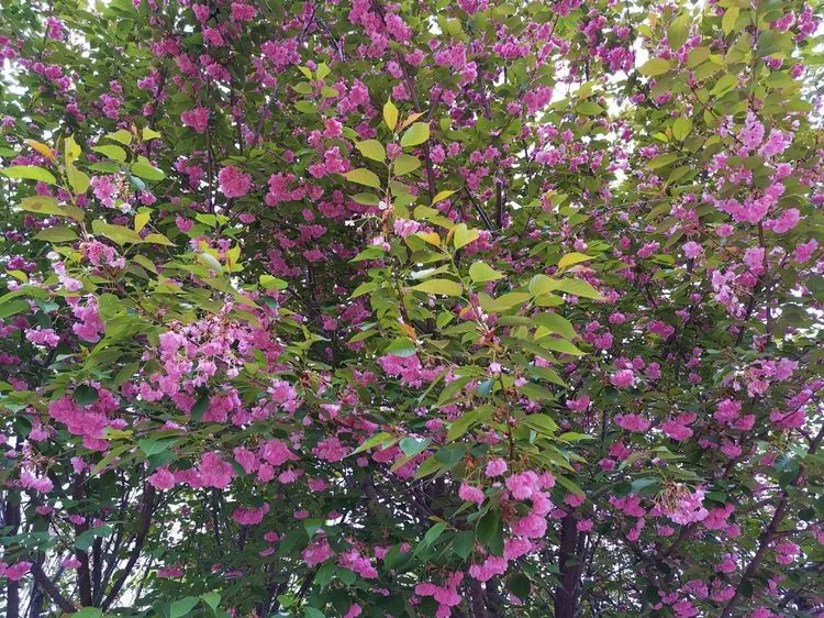 西安旅游景区直通车推出春节优惠,西安免费景点直通车