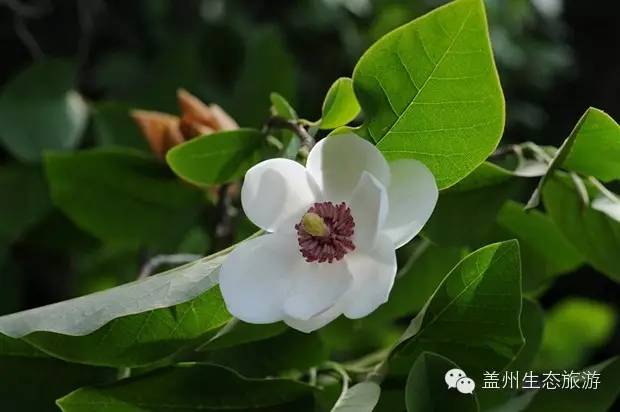 辽南第一高峰步云山,辽宁第一峰步云山