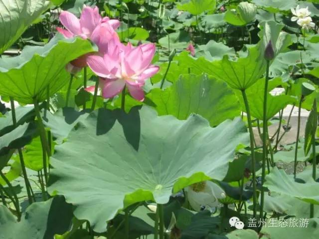 辽南第一高峰步云山,辽宁第一峰步云山