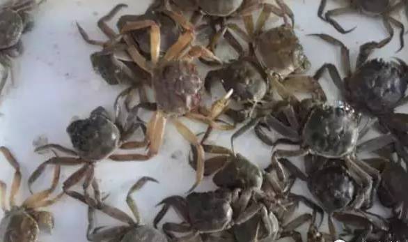 河蟹病怎么治,河蟹黄壳病怎么治