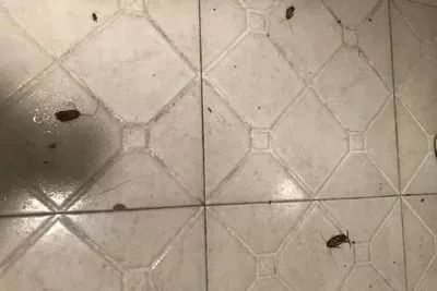 不用喂药!不用追!轻轻喷在它们的必经之路,就能瞬间“制服”!