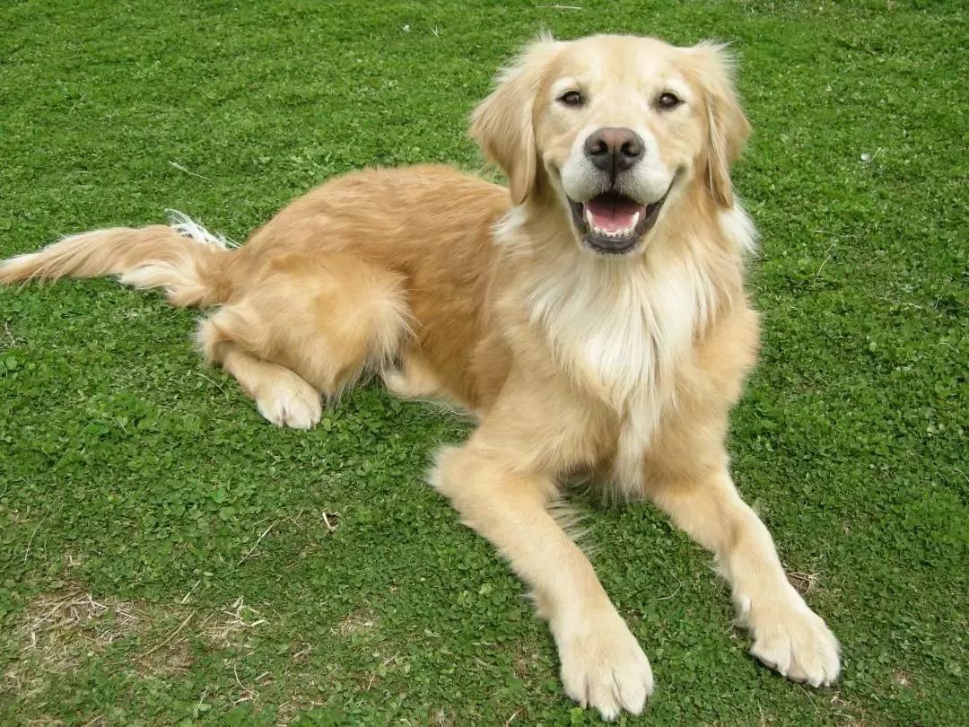 不用喂药!不用追!轻轻喷在它们的必经之路,就能瞬间“制服”!