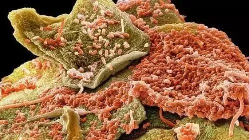 不用喂药!不用追!轻轻喷在它们的必经之路,就能瞬间“制服”!