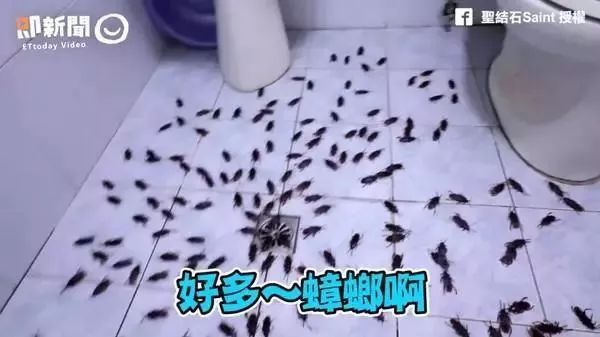 不用喂药!不用追!轻轻喷在它们的必经之路,就能瞬间“制服”!