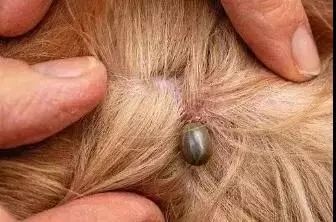 当心被虫子咬,当心有毒虫