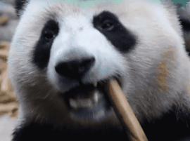 熊猫萌,熊猫萌啦