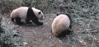 熊猫萌,熊猫萌啦