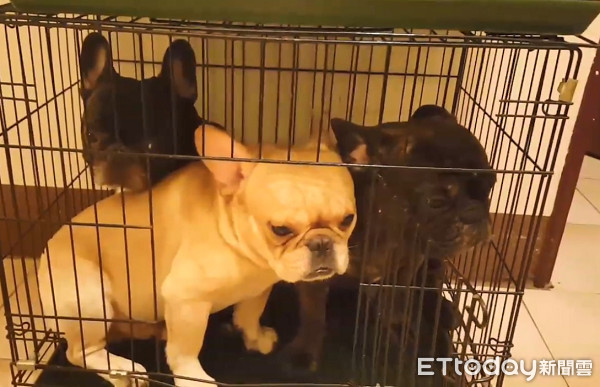 法斗被打崩溃视频合集,法斗拉屎拉笼子里怎么办