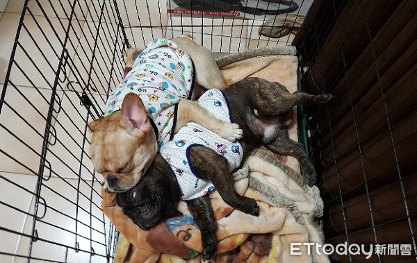 法斗被打崩溃视频合集,法斗拉屎拉笼子里怎么办