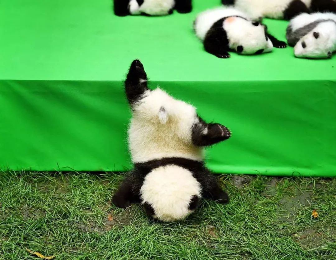 熊猫萌,熊猫萌啦