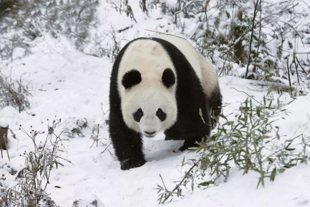 熊猫萌,熊猫萌啦