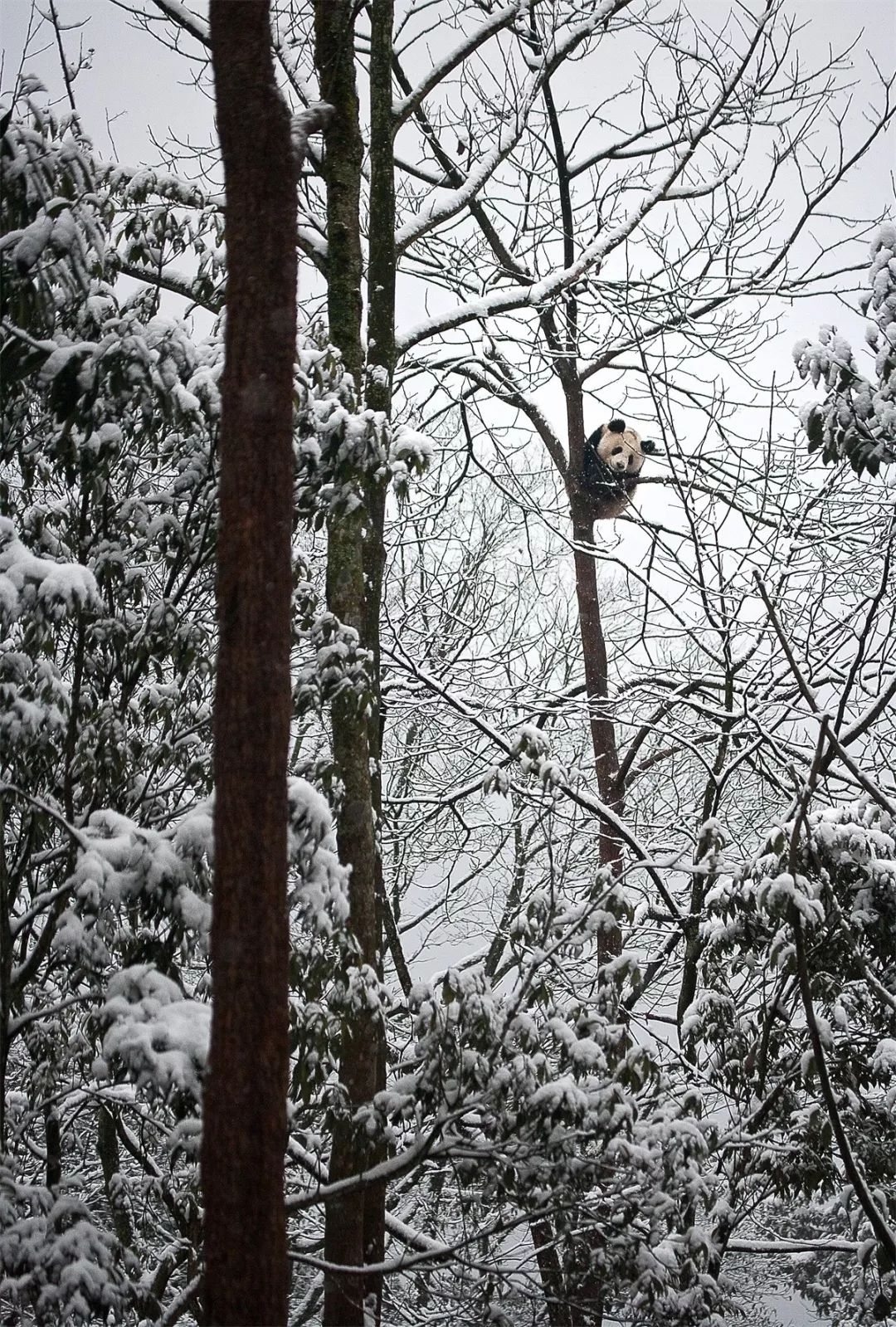 熊猫萌,熊猫萌啦
